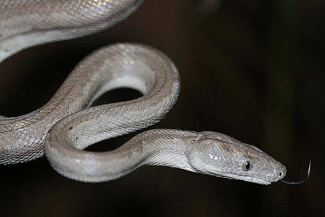A Previously Undiscovered Boa Constrictor Has Been Found