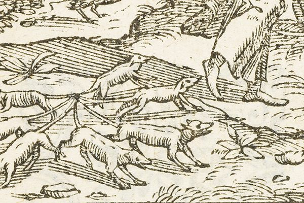 A 16th century illustration of a rat king. 