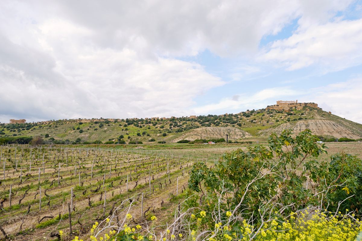 The vineyard is managed by a local winemakers co-operative that uses Sicilian varietals. The Temple of Concordia and Temple of Juno are behind it on the left and right, respectively.