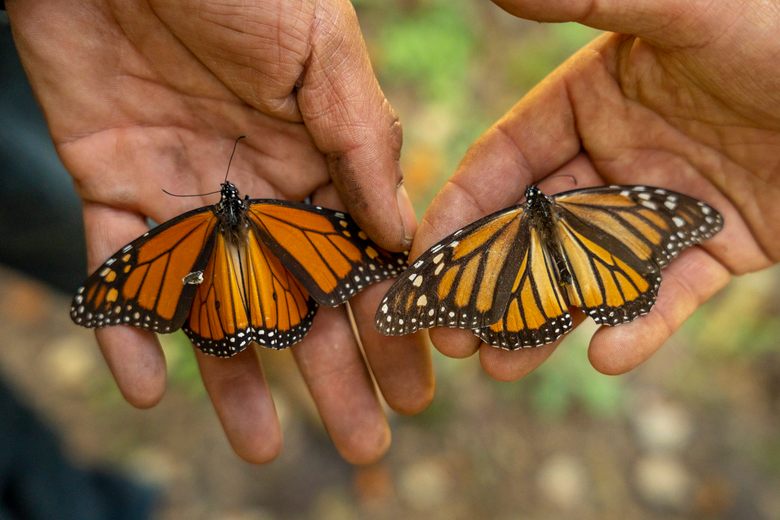 How This Tiny Mexican Town Has Saved Their Monarch Butterflies—For