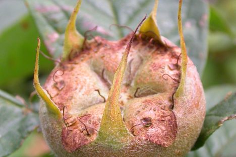 Medlars' shapes once inspired a lot of jokes. 