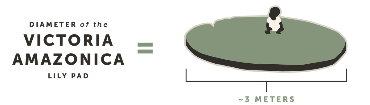 Diameter of a Victoria amazonica lily pad