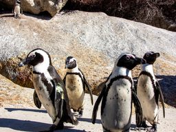 SA Penguins are very social animals. Like for all the penguins, communication is essential for recognition of families and couples. They emit a unique sound like  that is usually accompanied by intensive gesturing.