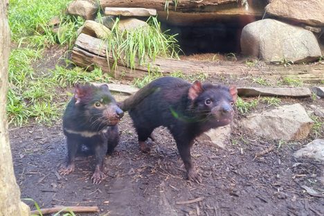 Tasmanian Devil Unzoo