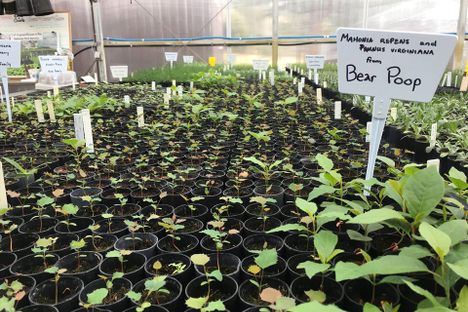 Want Some Berries? Plant Some Bear Poop
