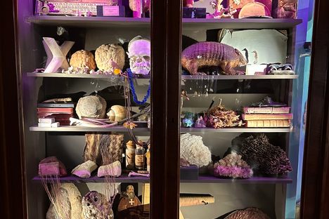 Cabinet of Curiosities at the University of Coimbra
