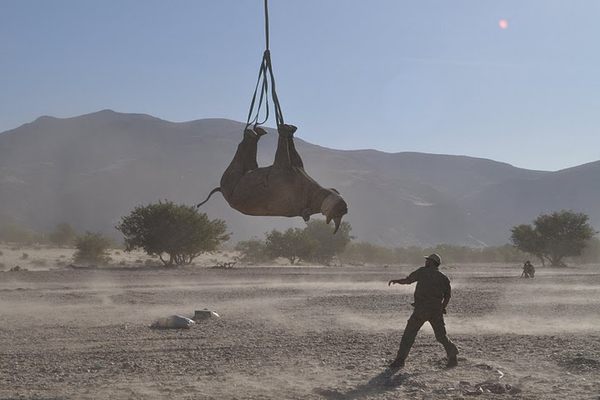For handlers, transporting a rhino upside down is a lot simpler than trying to hoist it onto a stretcher—and it's easier on the animal, too.