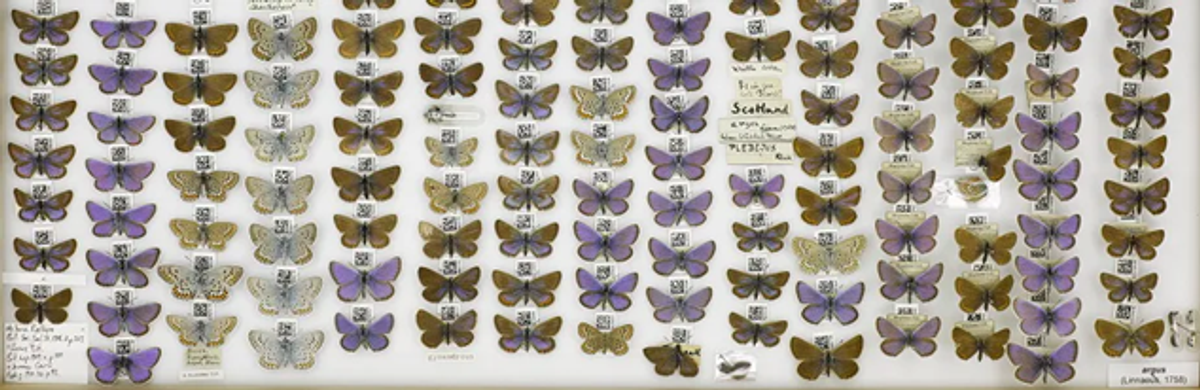 The Natural History Museum in London has digitized more than 77,000 moths and butterflies. There are an estimated 10 million in the collection.