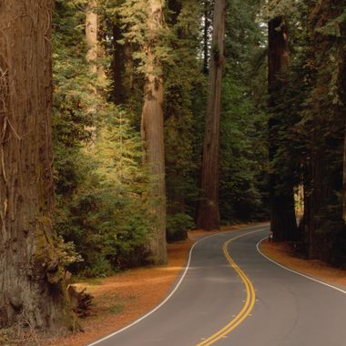 Avenue of the Giants