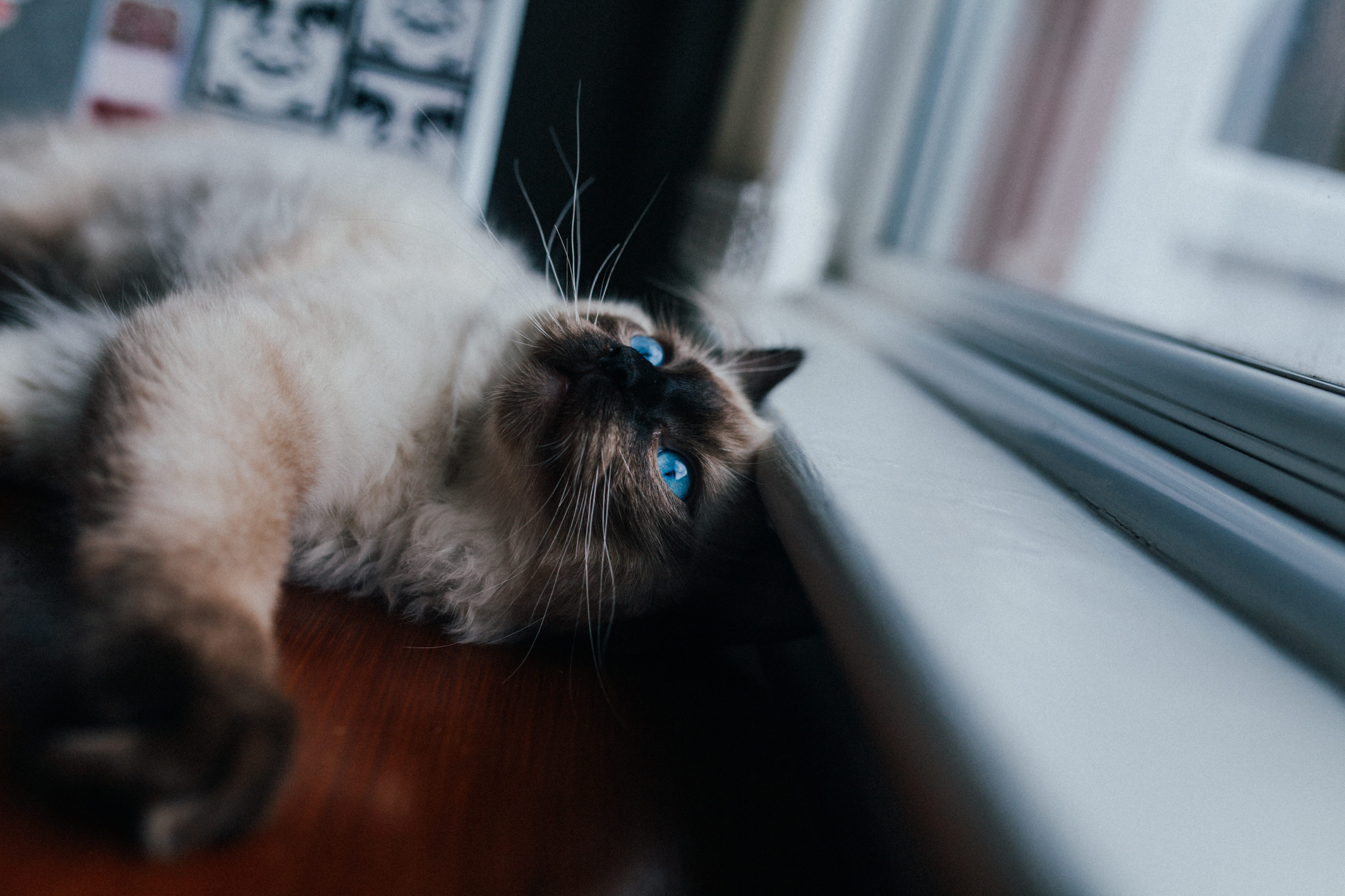 A ragdoll cat idles away the afternoon by the windowsill.