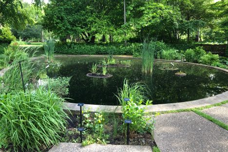 The pond at the center of the gardens with labeled wetland plants.
