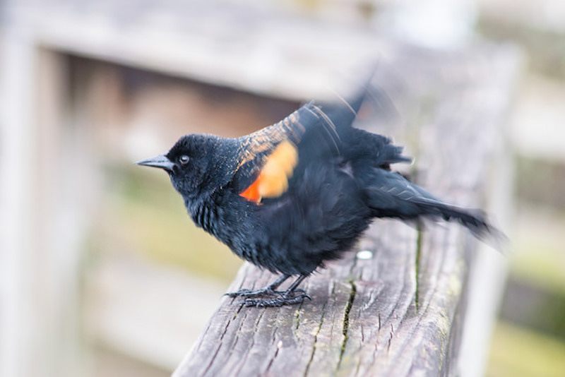 The red-winged blackbird doesn't peck.