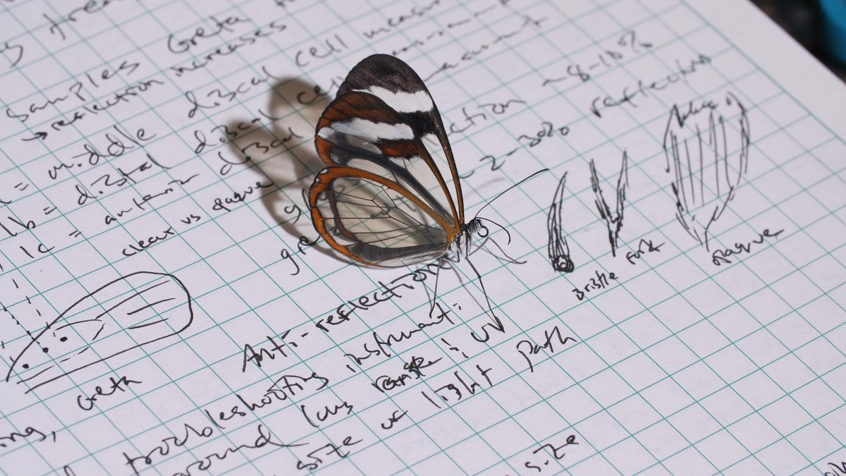 A glasswing butterfly on Aaron Pomerantz's notes.