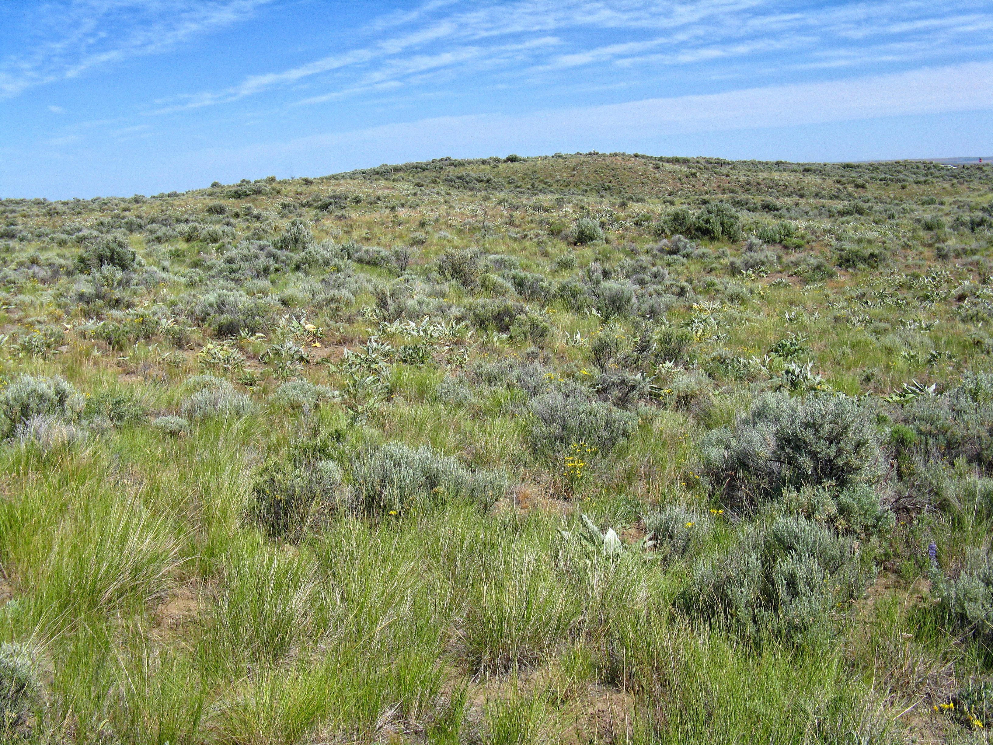 Columbia Basin shrub steppe.