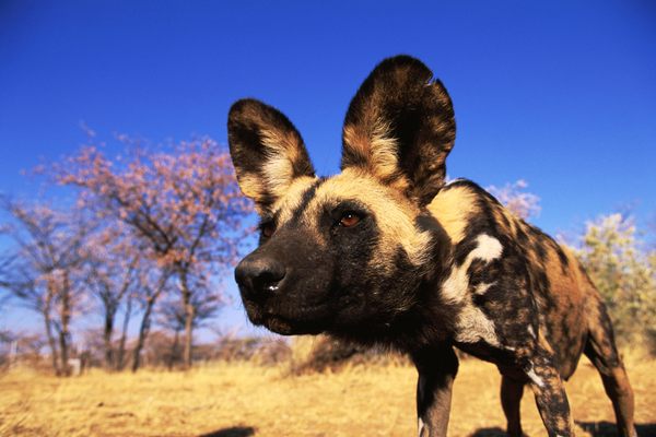 African wild dogs are often considered to be well adapted to the savanna, but research suggests the animals fare even better in more wooded ecosystems.