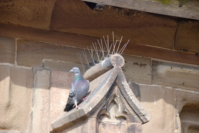 What Pigeon Spikes Can Teach Us About People - Atlas Obscura