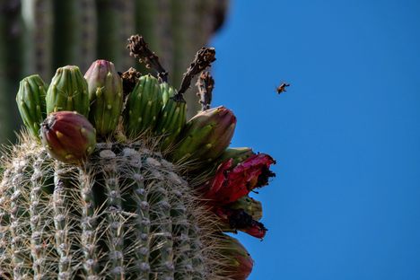 A wasp investigates the fruit and flowers atop a saguaro cactus south of Sells, Arizona.