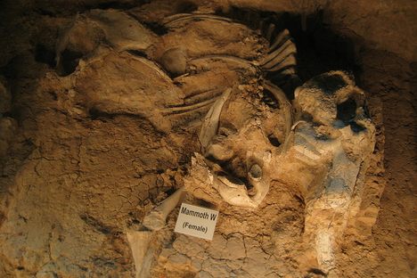Waco Mammoth Site