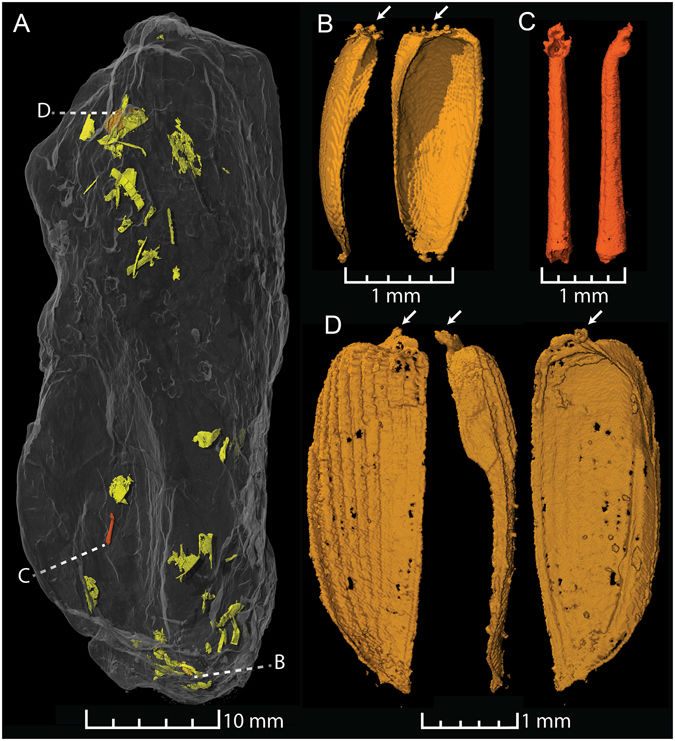 A coprolite modeled with synchrotron tomography, featuring beetle legs and wing casts.