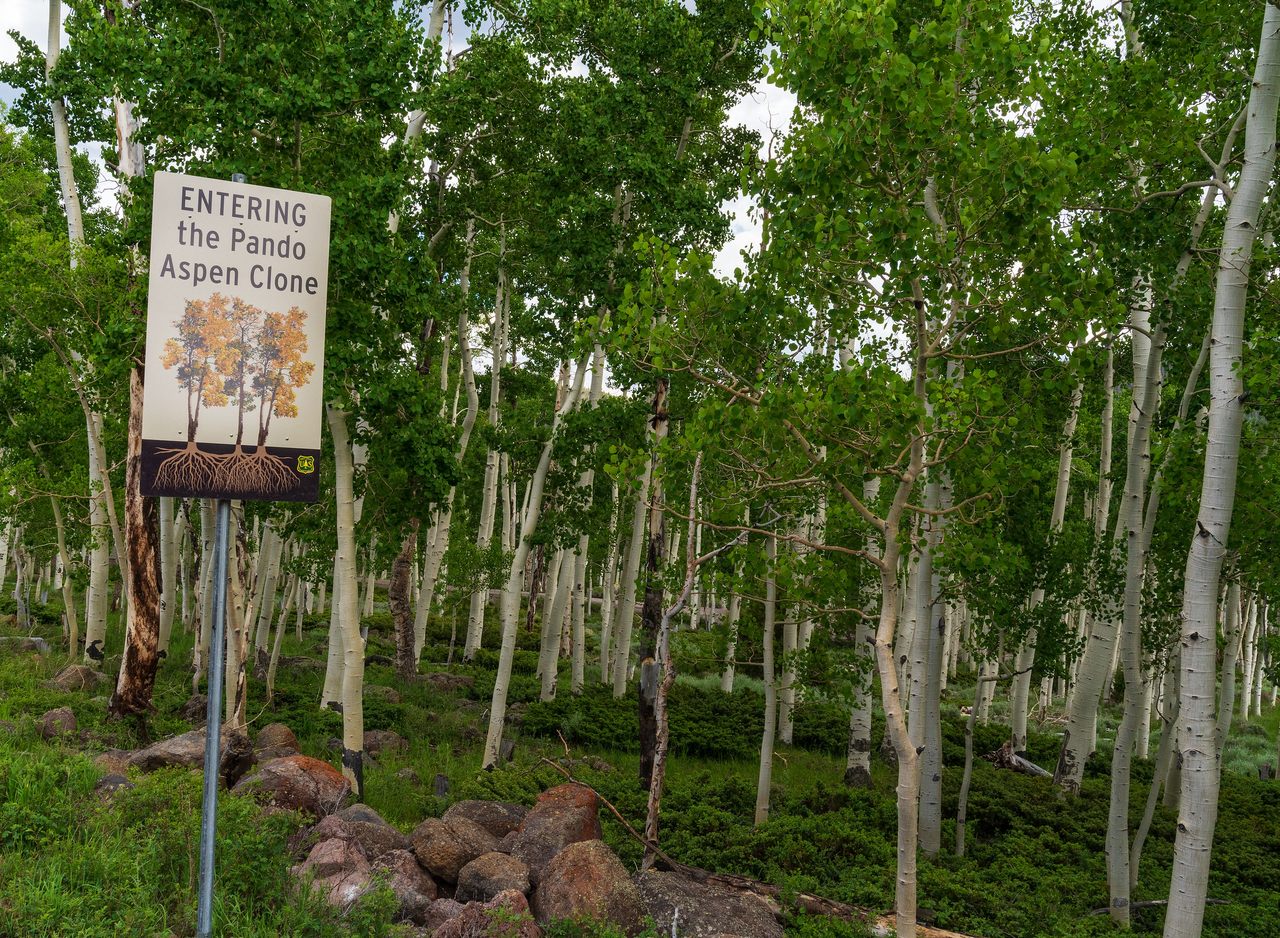 The quaking aspen known as Pando is one of the planet's largest and oldest living organisms.