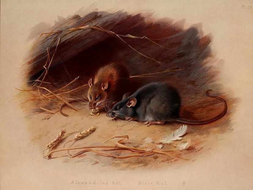 Largest rat king: How 32 rats accidentally tied themselves together
