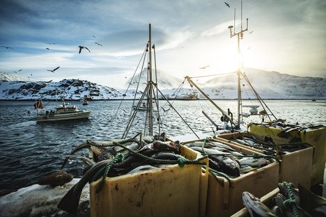 Here's the catch: Dried cod is Norway's oldest export industry. 