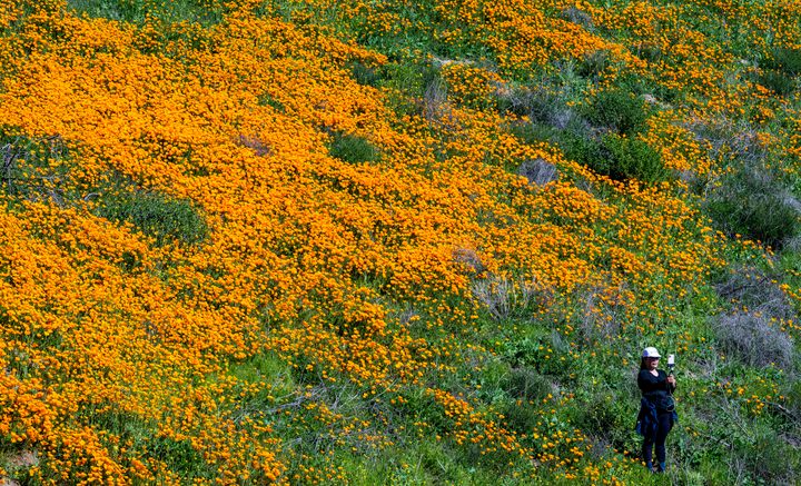 California is exploding with superblooms this year. Here's why. 