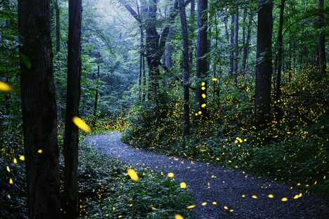 A time-lapse photo of fireflies aglow in the Great Smoky Mountains.