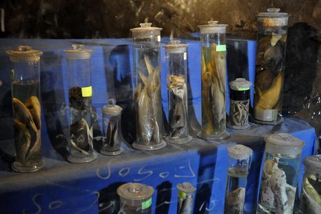 The Aquarium Grotto Garden