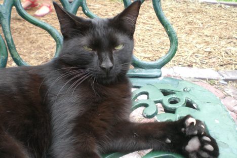 Hemingway's Six-Toed Cats, Whose Future Remains Fuzzy