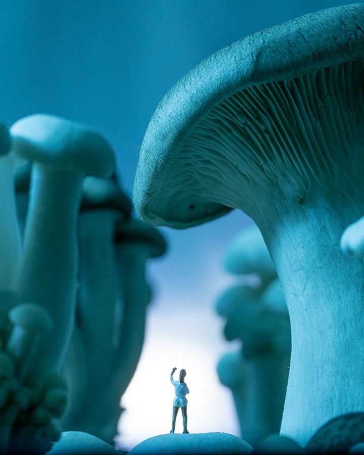 Mushroom Grove.