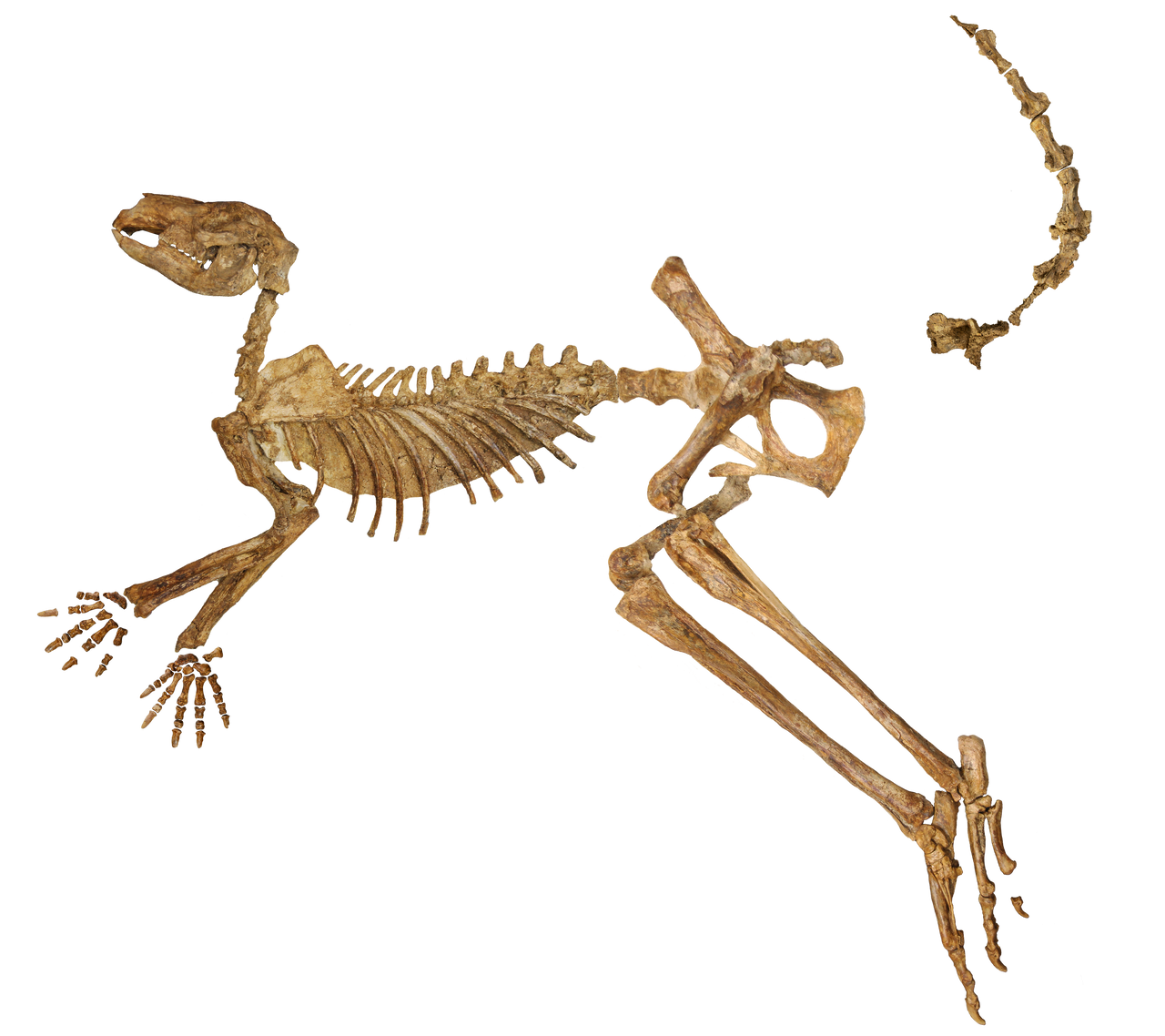 A near-complete fossil skeleton of <em>Protemnodon viator</em> from Lake Callabonna, missing just a few bones from the hand, foot, and tail.