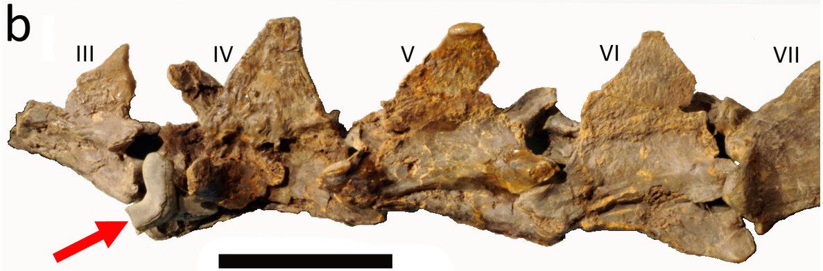 A closer look at where the tooth got lodged.
