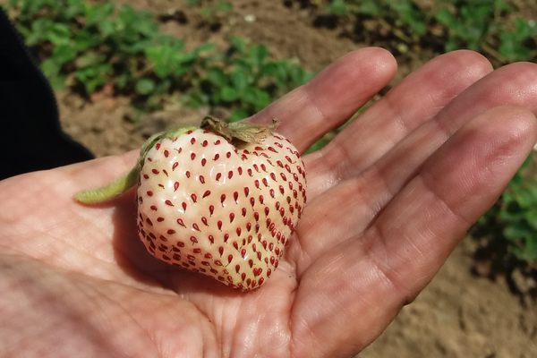 A white Chilean strawberry.