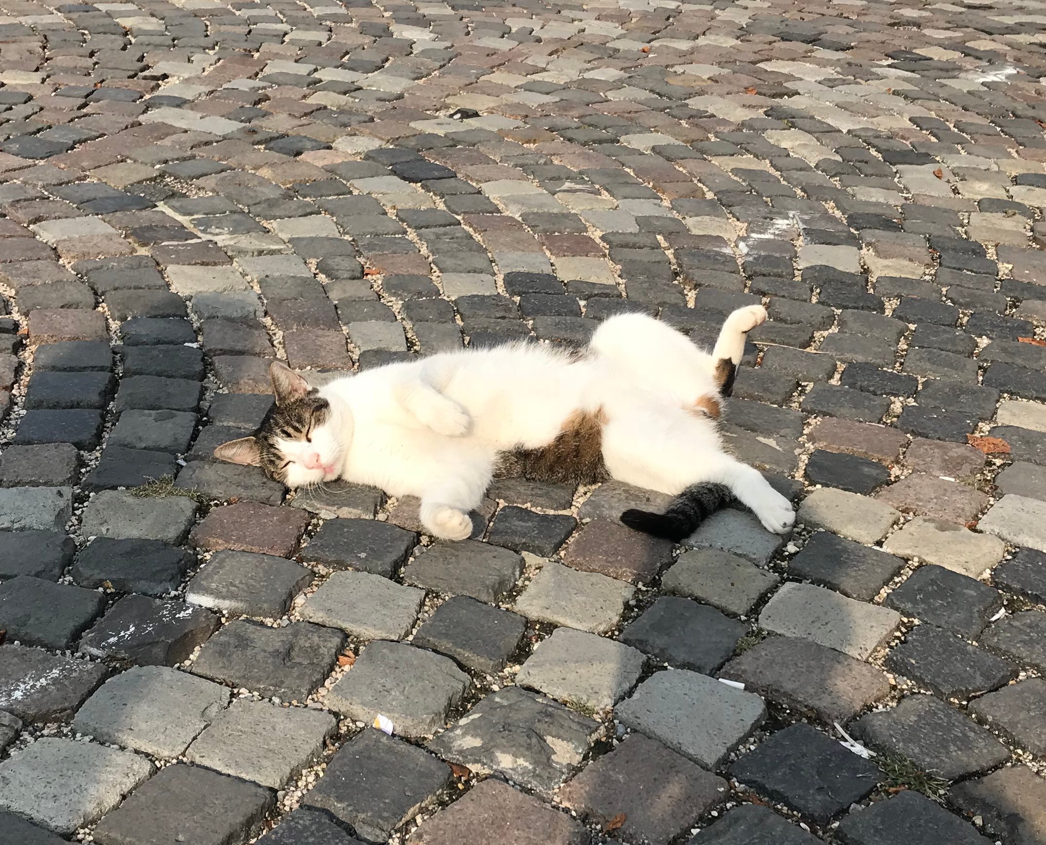 This cat was just ready and waiting.
