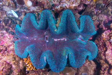 A giant clam near Ligpo Island in the Philippines. 