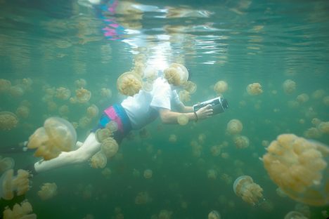 Curious Fact of the Week: A Lake Where Millions of Jellyfish Thrive