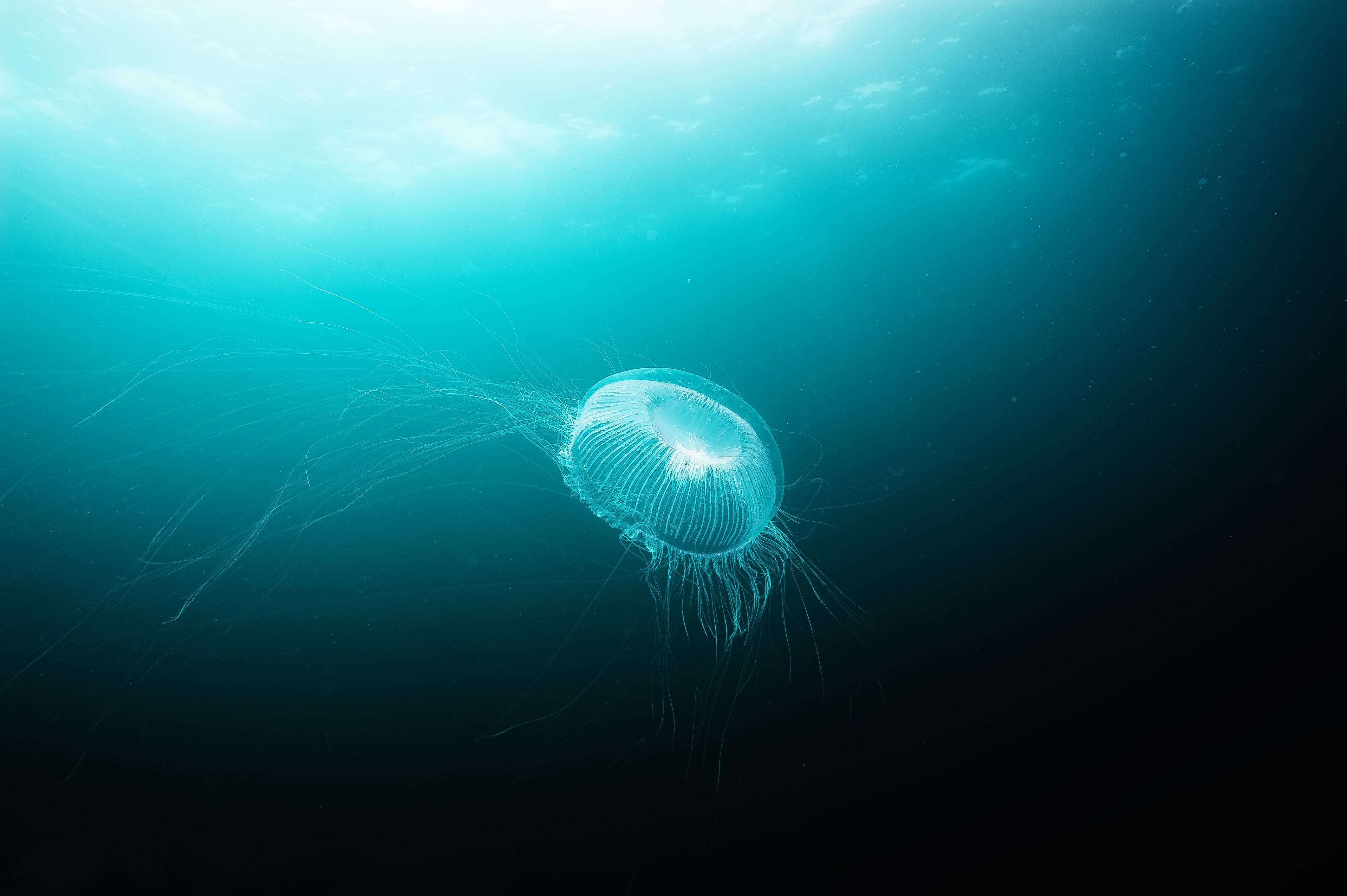 Jellyfish (aequorea victoria) in deep sea. Actual under water Photo. 25 meters depth. Japan sea, Far East
