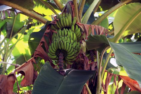 The Pisang raja or Latundan banana at Vinod’s farm.