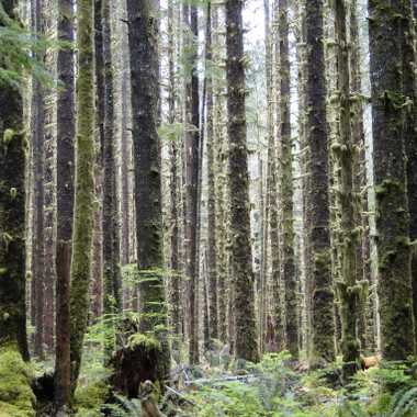 Olympic National Park: Hoh Rainforest.