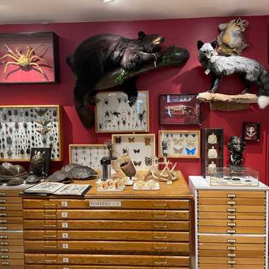 Taxidermy and insect displays