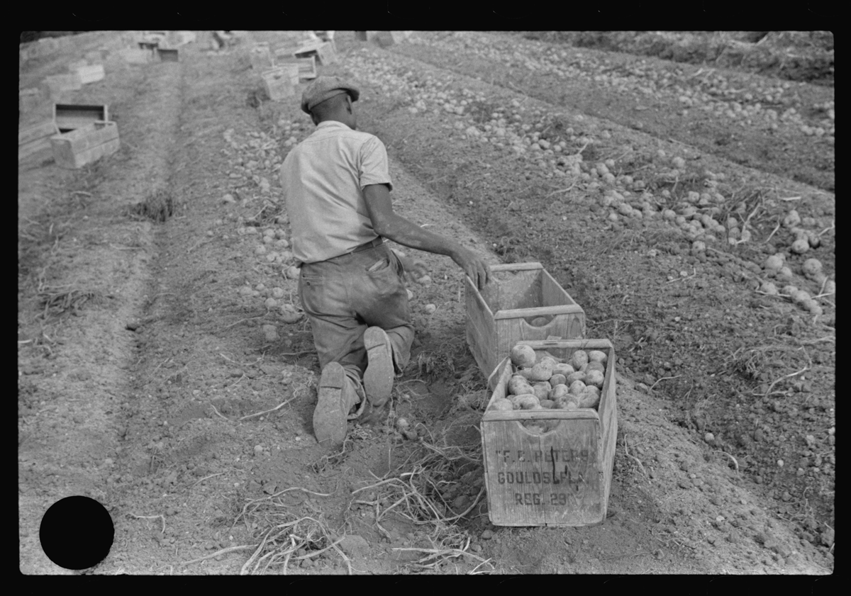 <em>Untitled photo, possibly related to: Migratory labor digging potatoes, season very bad, market poor, left potatoes in ground as long as possible, hoping for rise in prices. Often not worth digging, left to rot in ground. Near Homestead, Florida.</em>