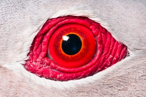 This eye-catching Finsch's Imperial pigeon has a wingspan of about two feet—the biggest birds ever to fly were more than 12 times its size.