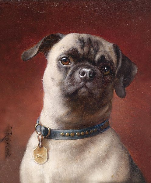 What Is the Point of a Pug—And 19 Other Dog Breeds? - Atlas Obscura