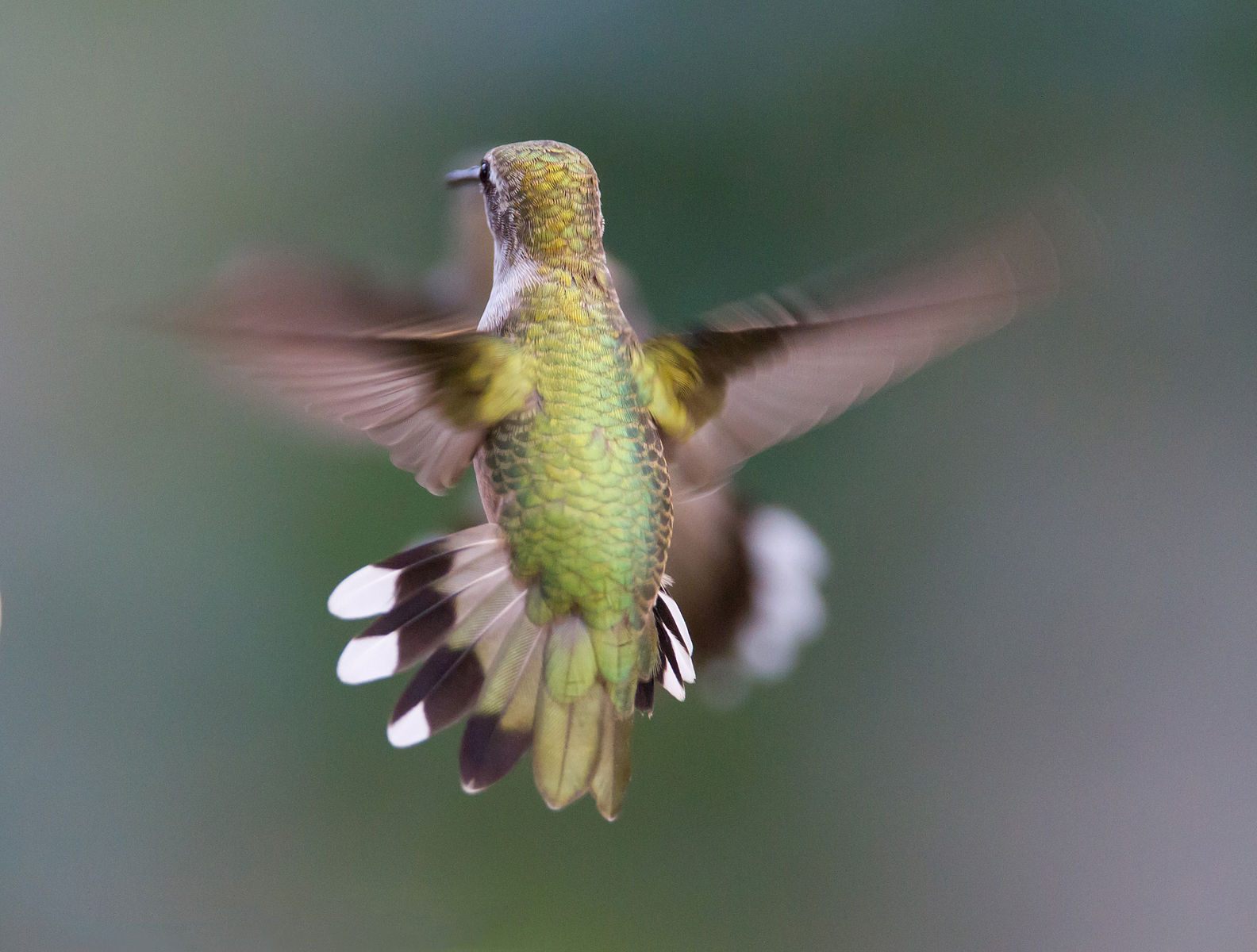 A hummingbird in mid-flight has a heart going at full speed.