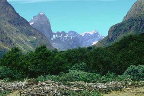 The last natural forest in Greenland is a wonder to behold.