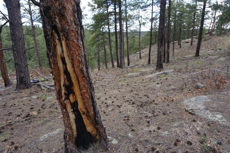 Pine cones lie strewn on the floor of a ponderosa pine forest in New Mexico, nearly three decades after fire moved through the area and scarred the tree in the foreground. 