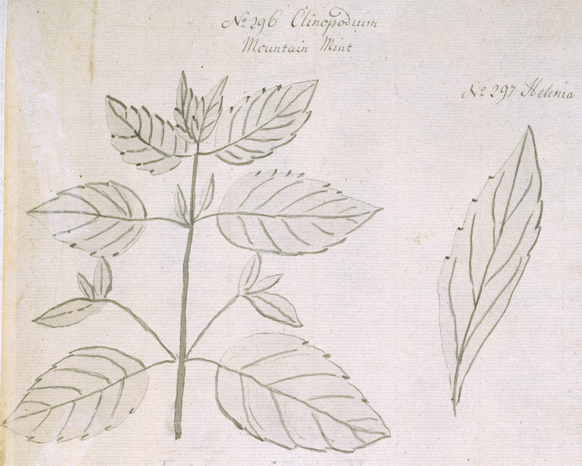 Jane Colden's drawing of wild basil, or <em>Clinopodium vulgare</em>.