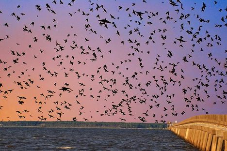 Birds flock around the bridge on a summer evening.