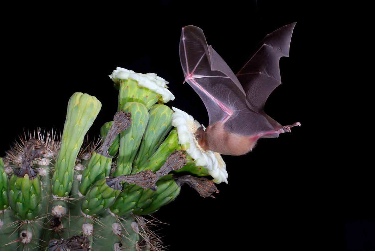 The lesser long-nosed and Mexican long-nosed bats are among the species that drink from flowering cacti.